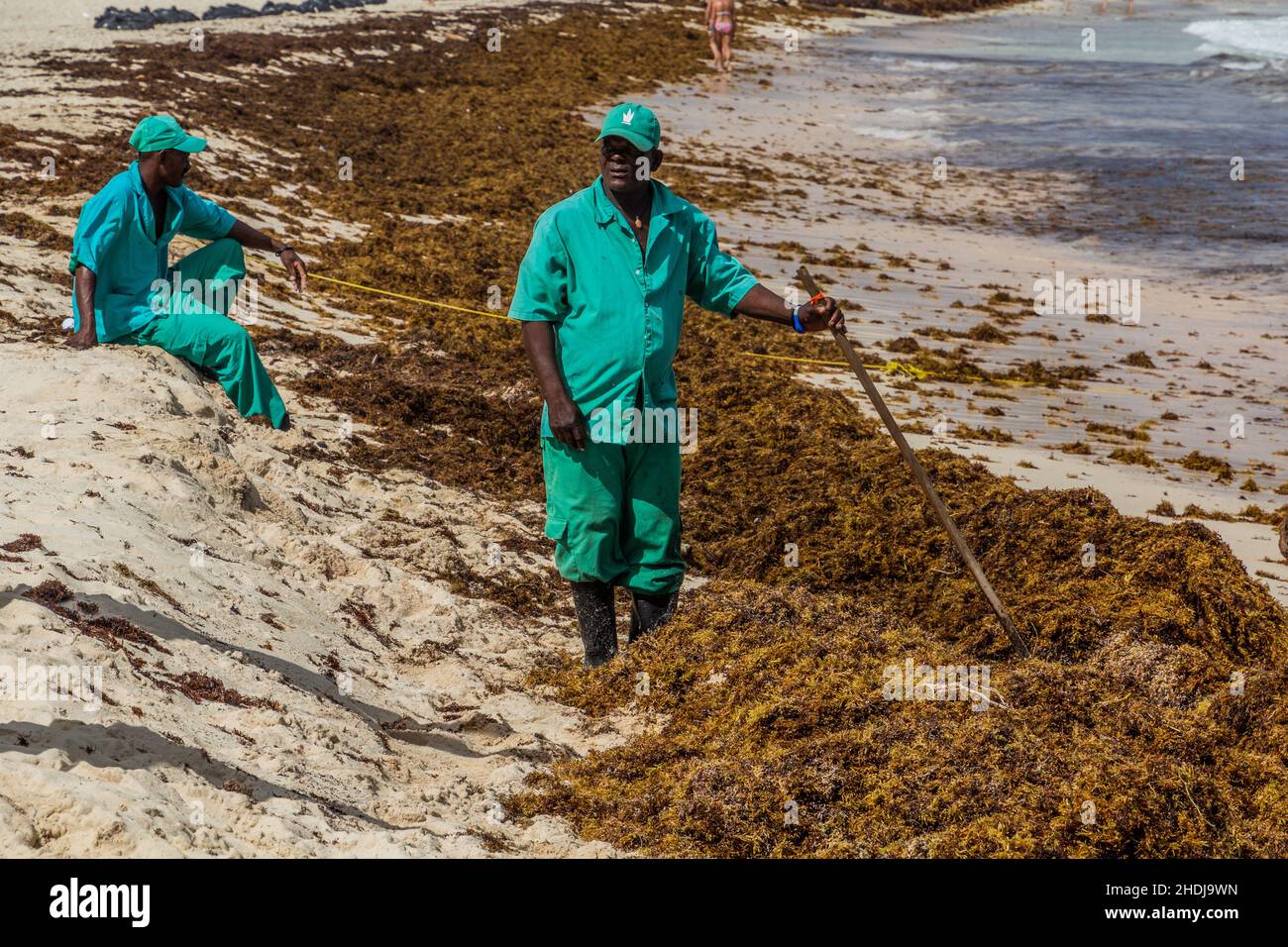 PUNTA CANA, DOMINICAN REPUBLIC - DECEMBER 8, 2018: Workers clean seaweed at Bavaro beach, Dominican Republic Stock Photo