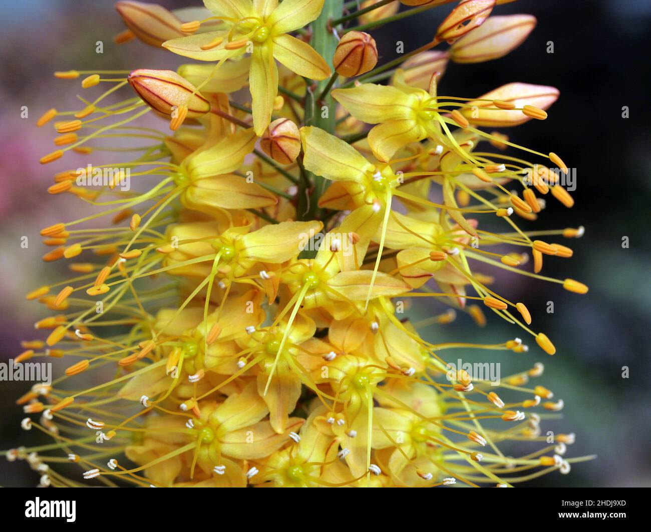 foxtail lilies, desert candles, eremurus Stock Photo - Alamy