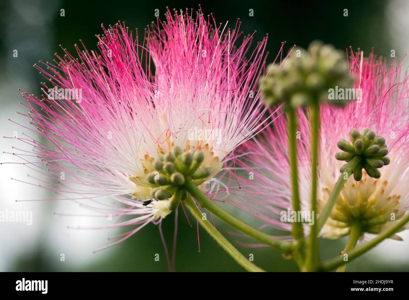 flowers, Persian silk tree, flower, flower valentain Stock Photo Alamy