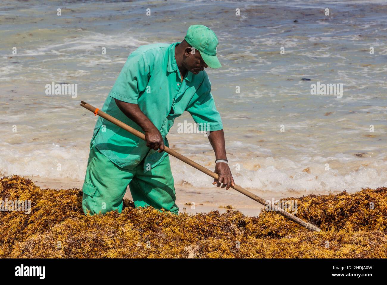 PUNTA CANA, DOMINICAN REPUBLIC - DECEMBER 8, 2018: Workers clean seaweed at Bavaro beach, Dominican Republic Stock Photo