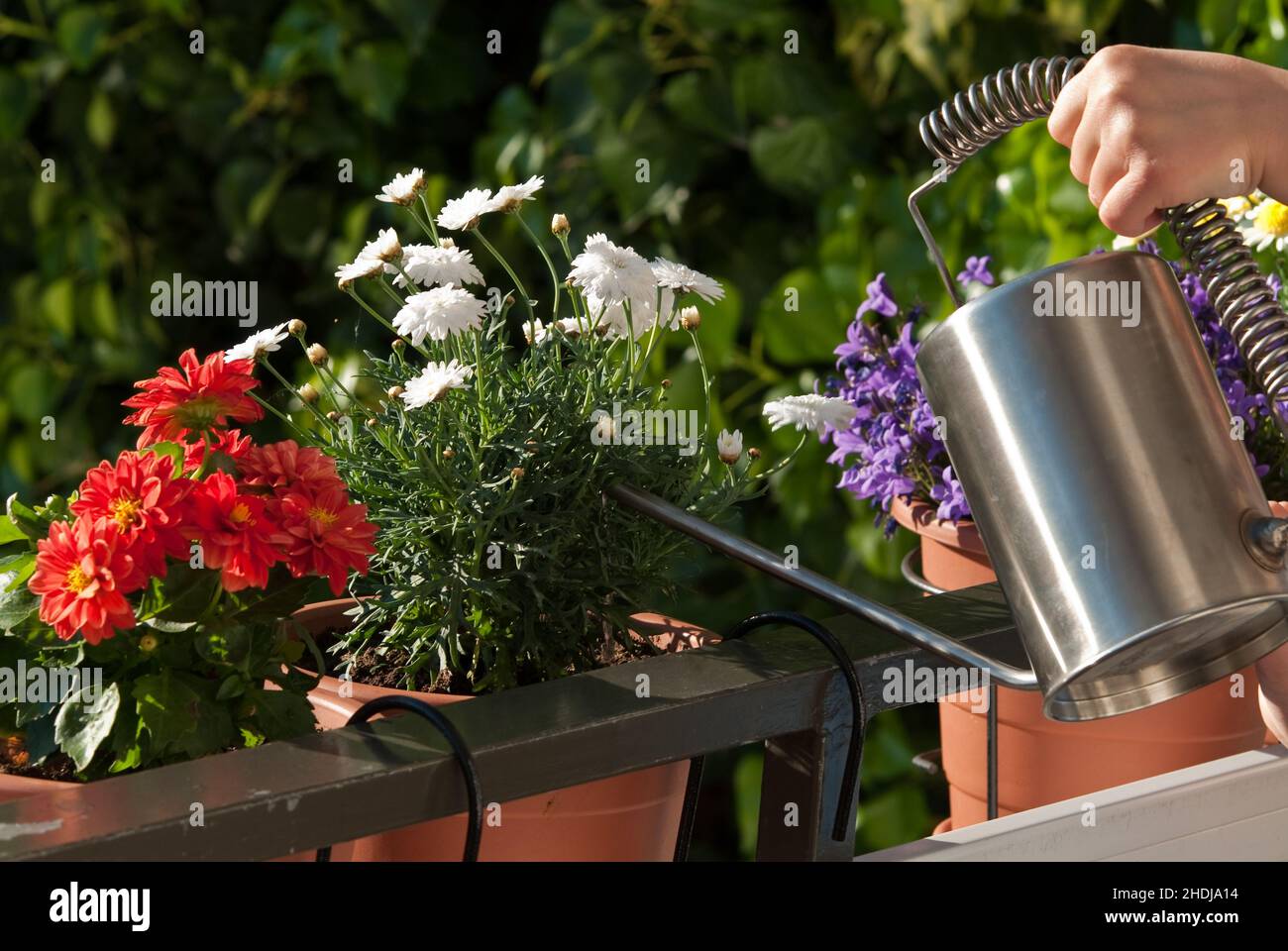 watering, balcony plants, balcony plant Stock Photo Alamy