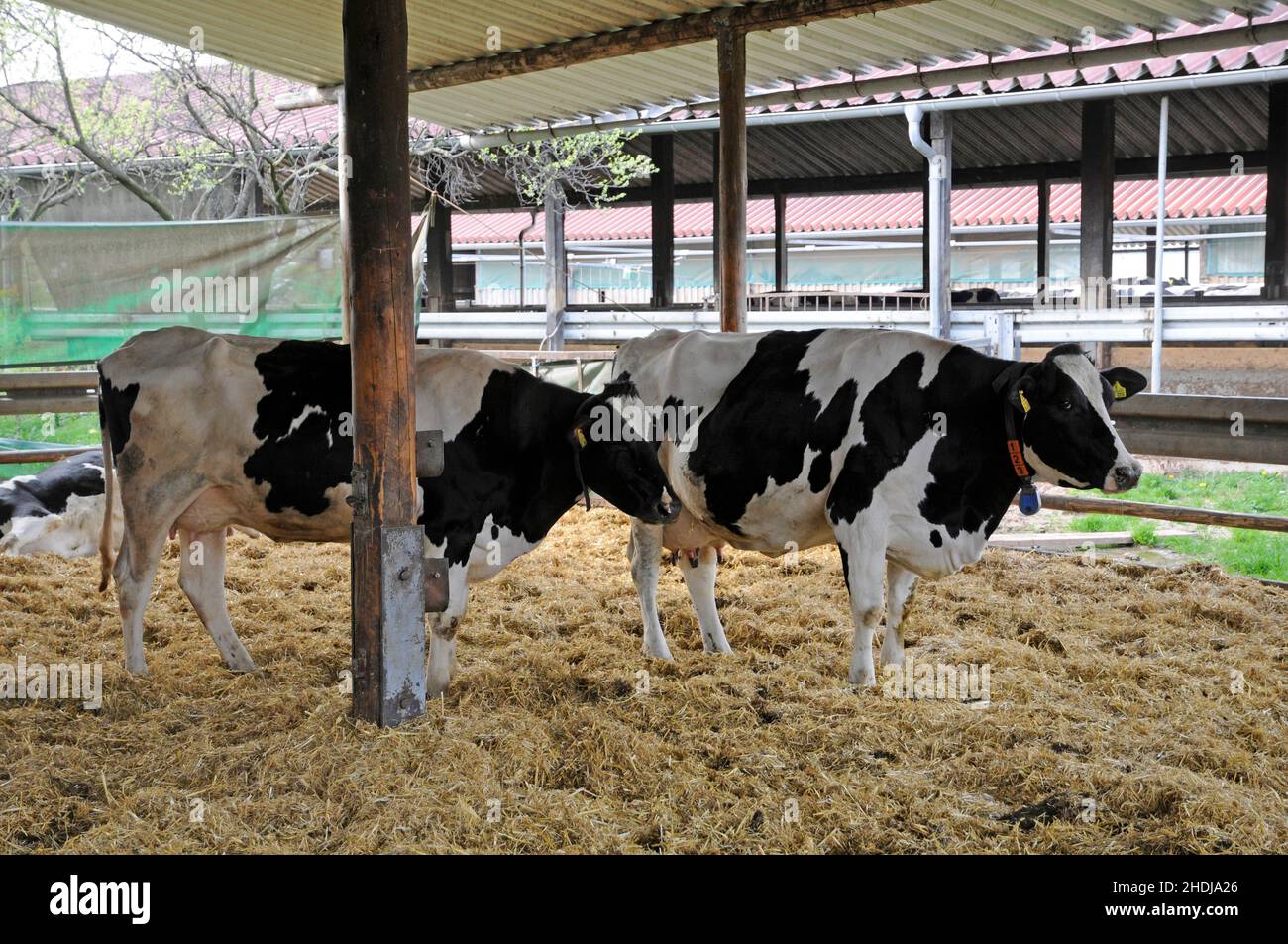 cow, feeding, cow shed, cows, feed, feedings, cowsheds Stock Photo Alamy