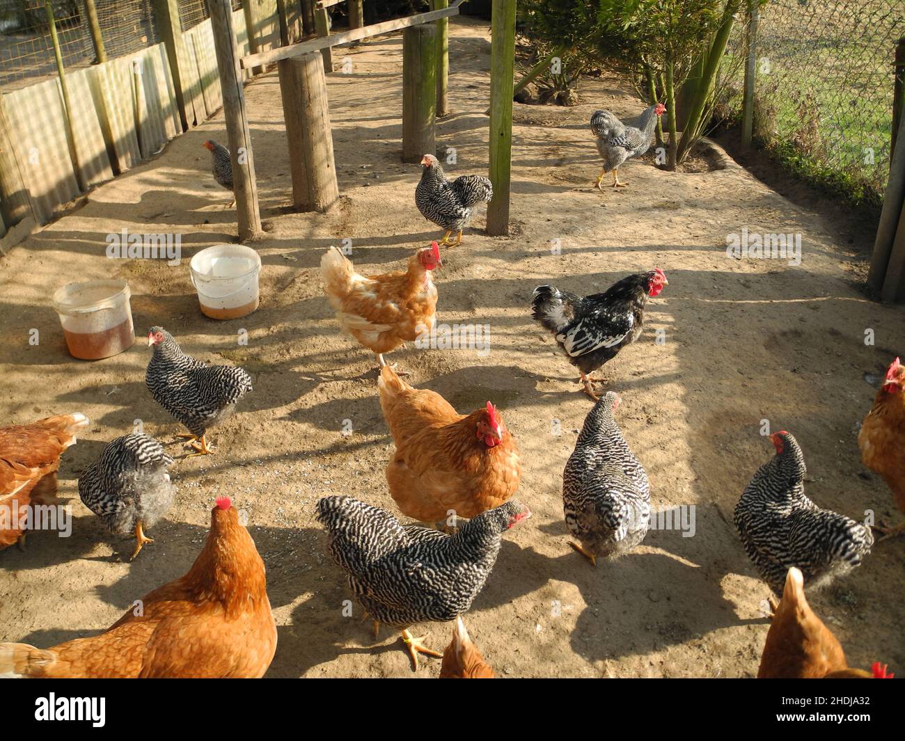 chicken, free range, chicken farm, chickens, free ranges, chicken farms