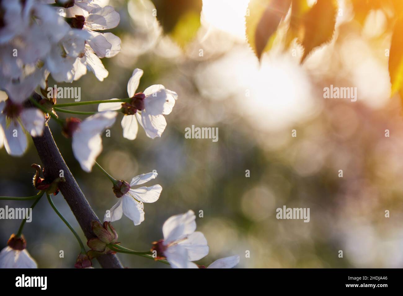 Apricot blooming at sunset. Nature background with background. Tranquil scene. High quality photo Stock Photo