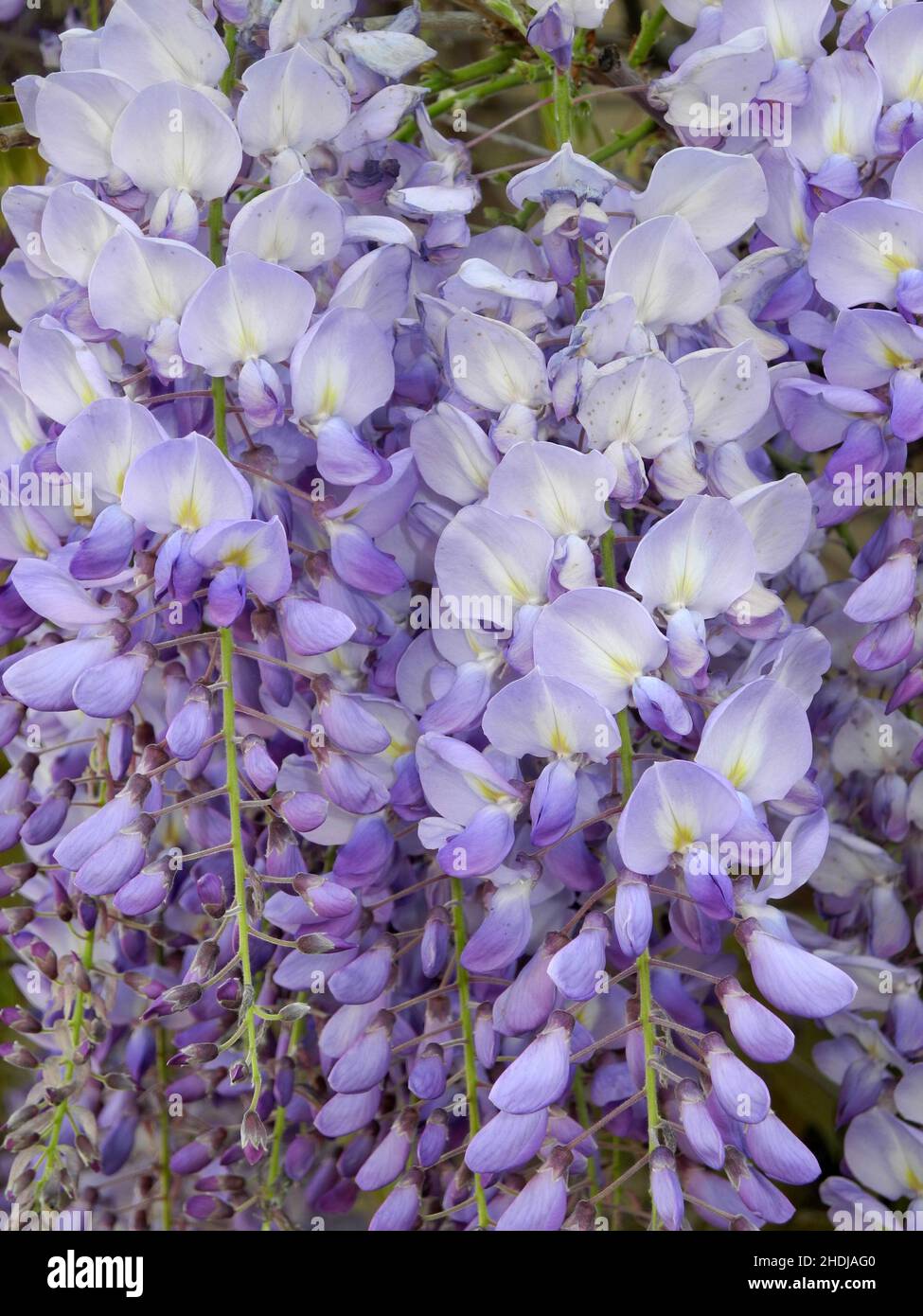 wisteria, chinese wisteria, wisterias Stock Photo Alamy