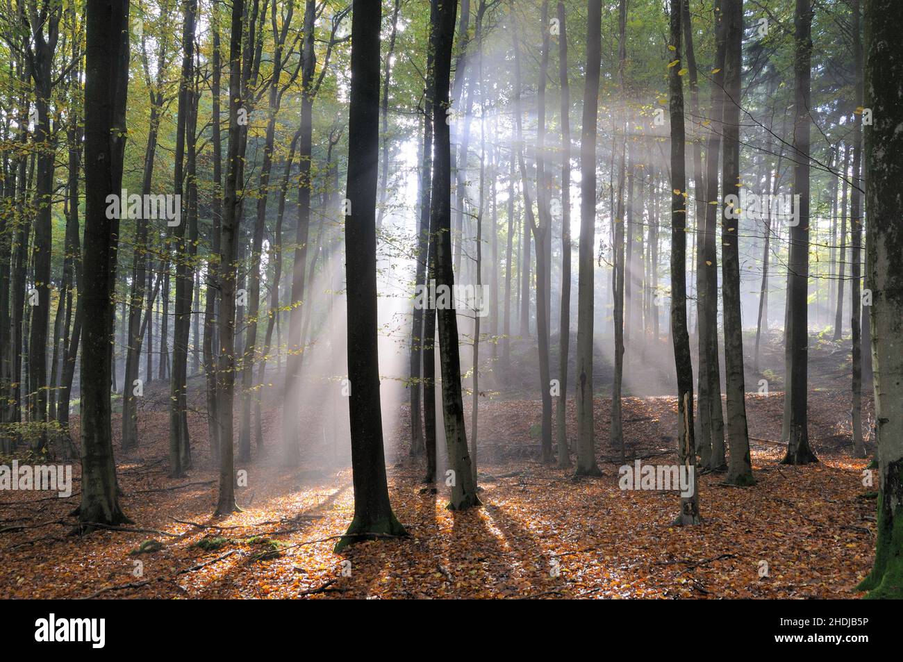 forest, sunbeams, forests, wood, woodland, woods, sun beams, sun ray ...