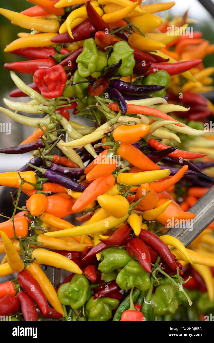 bell pepper, chili, pepperoni, paprika, pepperonis Stock Photo