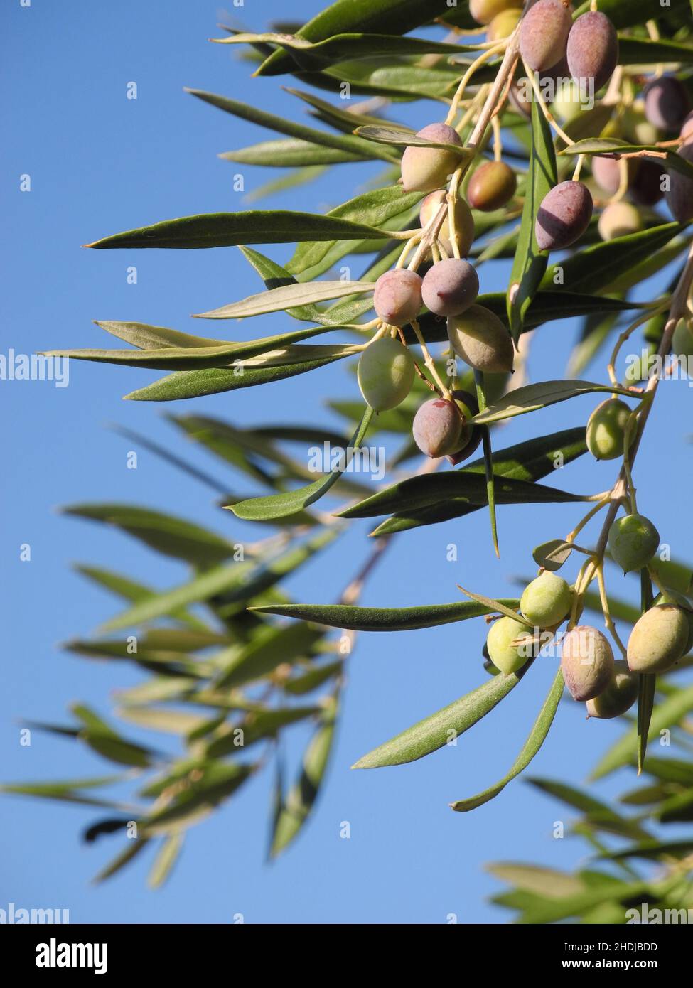 olive branch, olive branchs Stock Photo Alamy