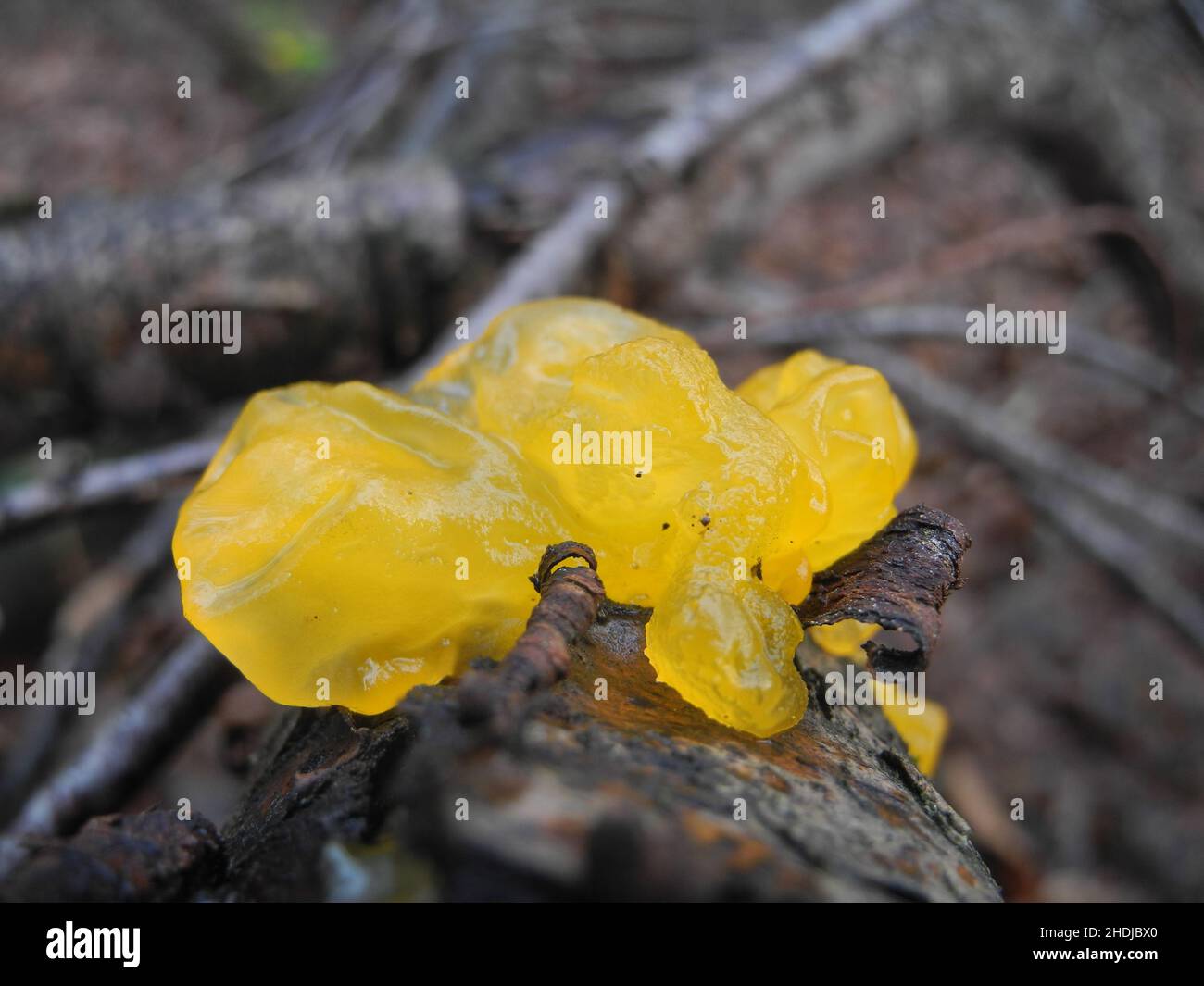 slime mold, slime molds Stock Photo
