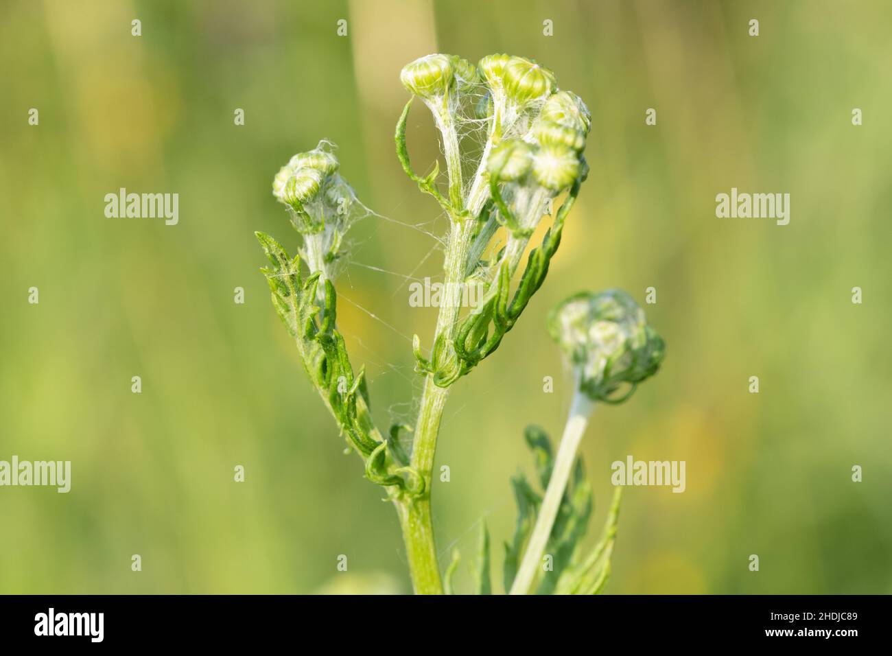 Close up of a common ragwort (jacobea vulgaris) plant before it flowers ...