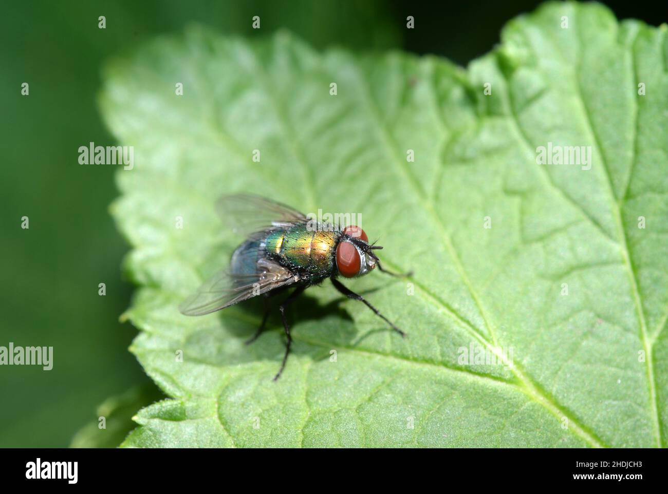 green bottle fly, green bottle flies Stock Photo Alamy