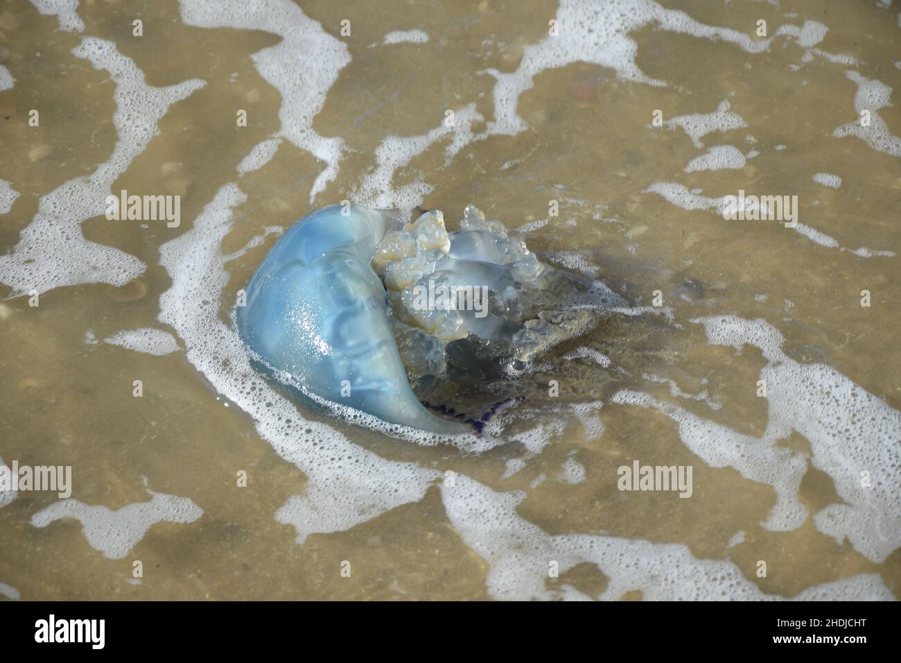 blue jellyfish Stock Photo