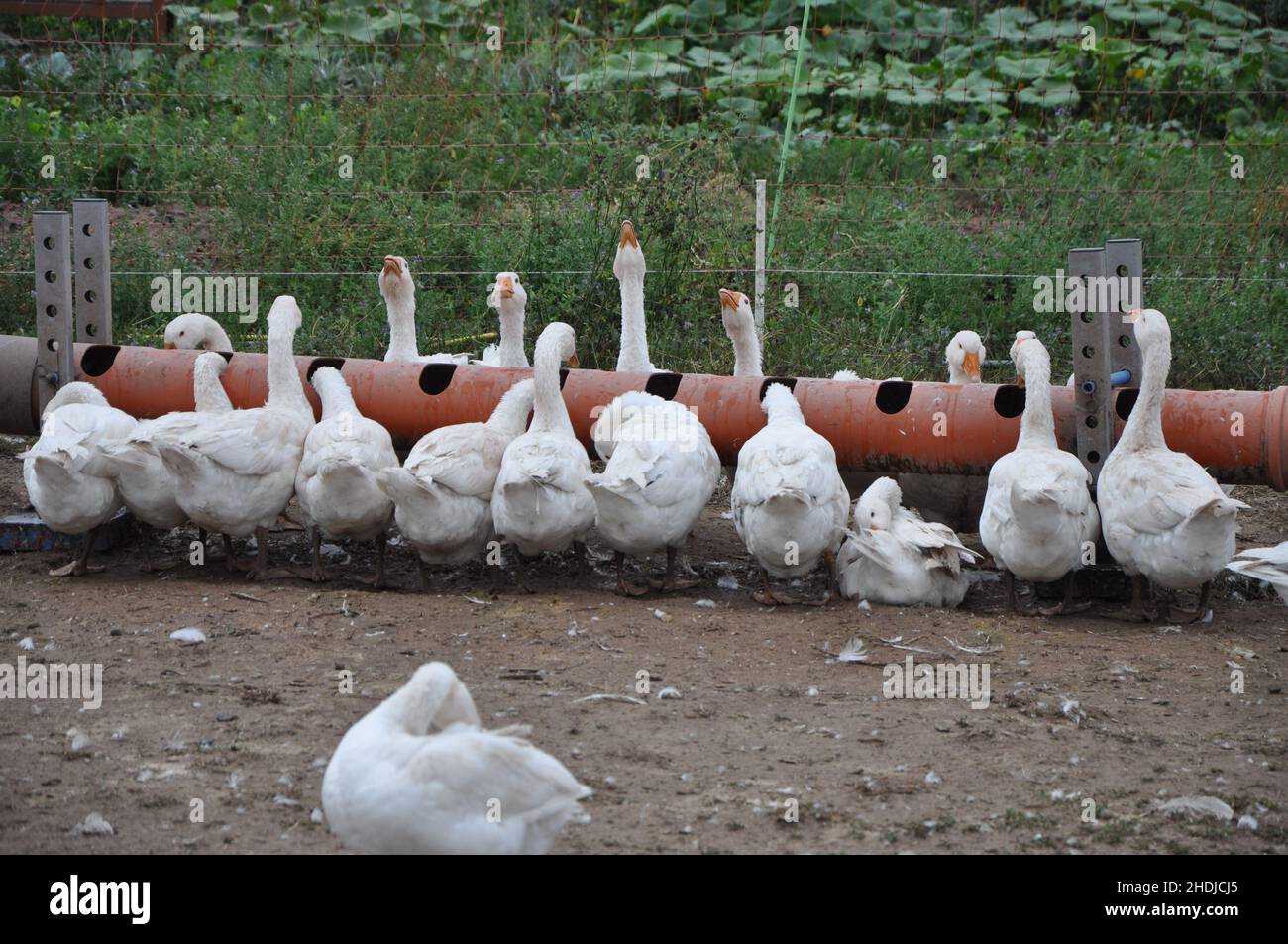 feeding place, geese, feeding places, geeses Stock Photo - Alamy