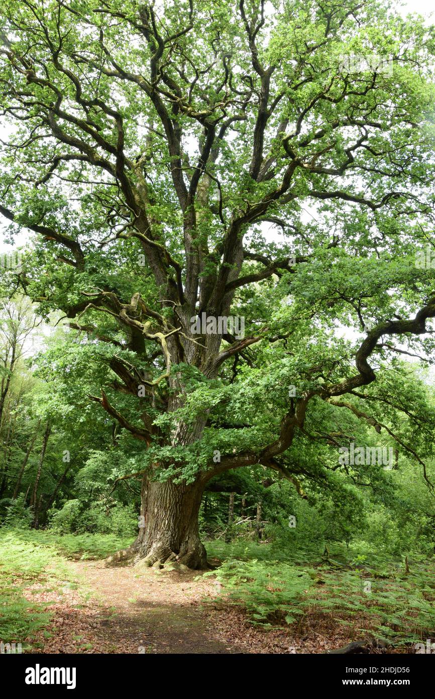 jungle, oak tree, rainforest, oak trees Stock Photo Alamy