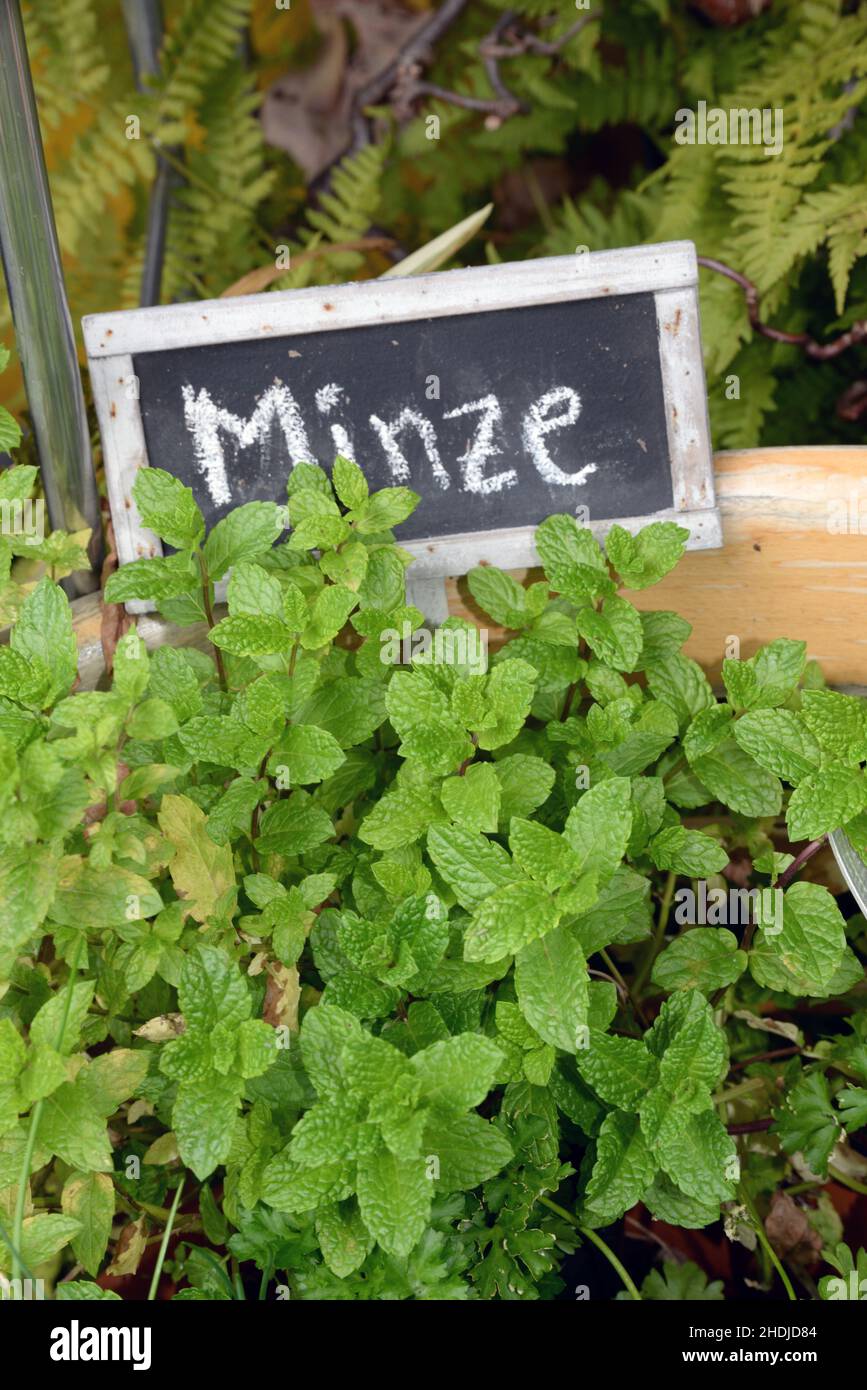 Mint letter hires stock photography and images Alamy