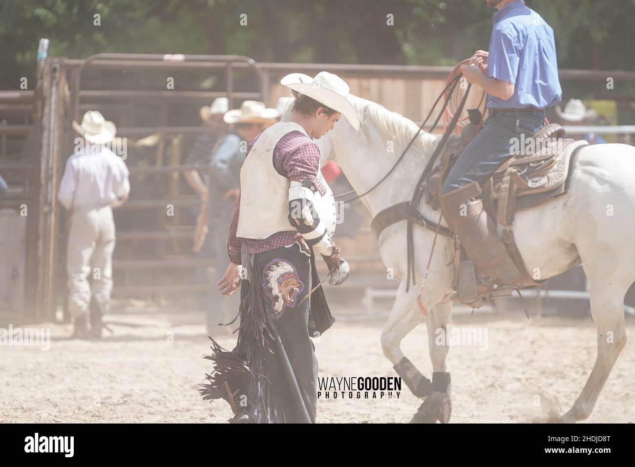 Lonely Cowboy Walks Back To The Chutes after getting bucked off Stock Photo