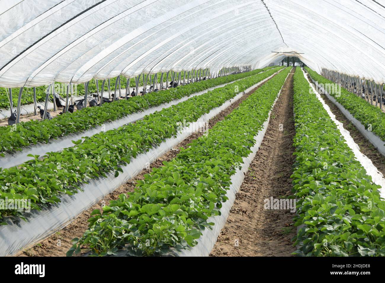 greenhouse, outbuilding, strawberry plant, greenhouses, outbuildings