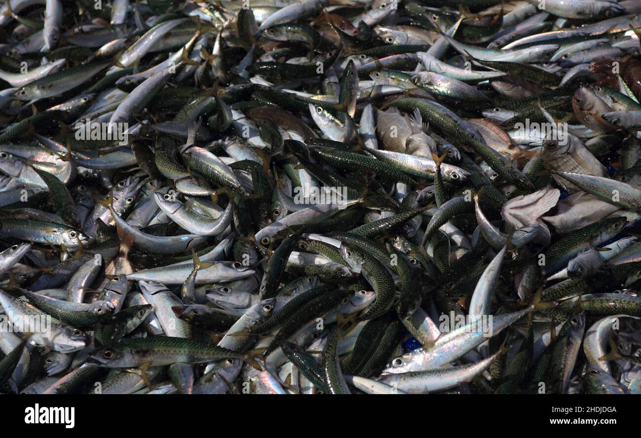 Freshly caught fish - mostly mackerel, still splashing as they struggle for life in the fishing net. Portugal, Setubal, Caparica Coast. Stock Photo
