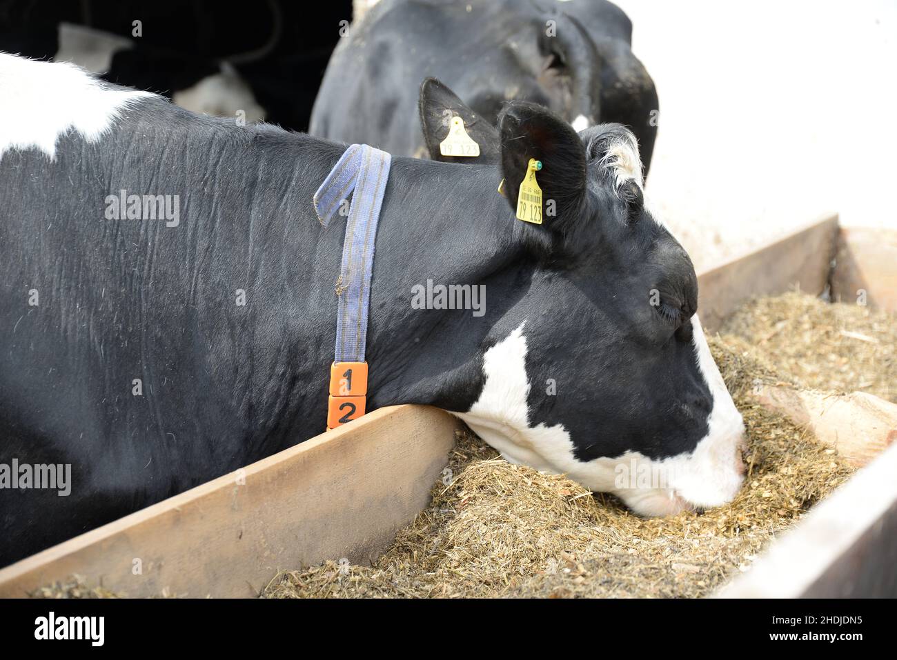 cow, feeding, cows, feed, feedings Stock Photo Alamy