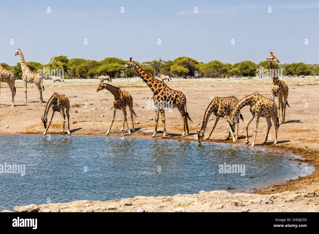 Namibias national animal hi-res stock photography and images - Alamy