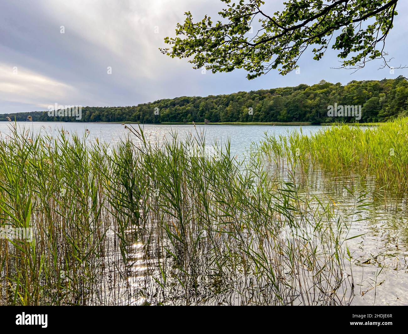 Lake Stechlin Stock Photo