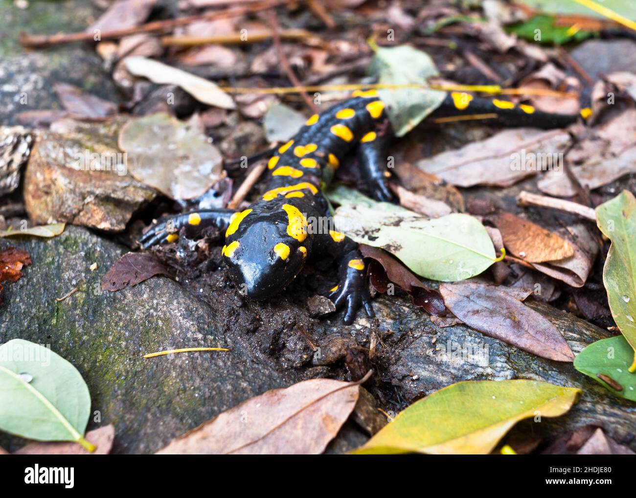 salamander, fire salamander, salamanders, fire salamanders Stock Photo
