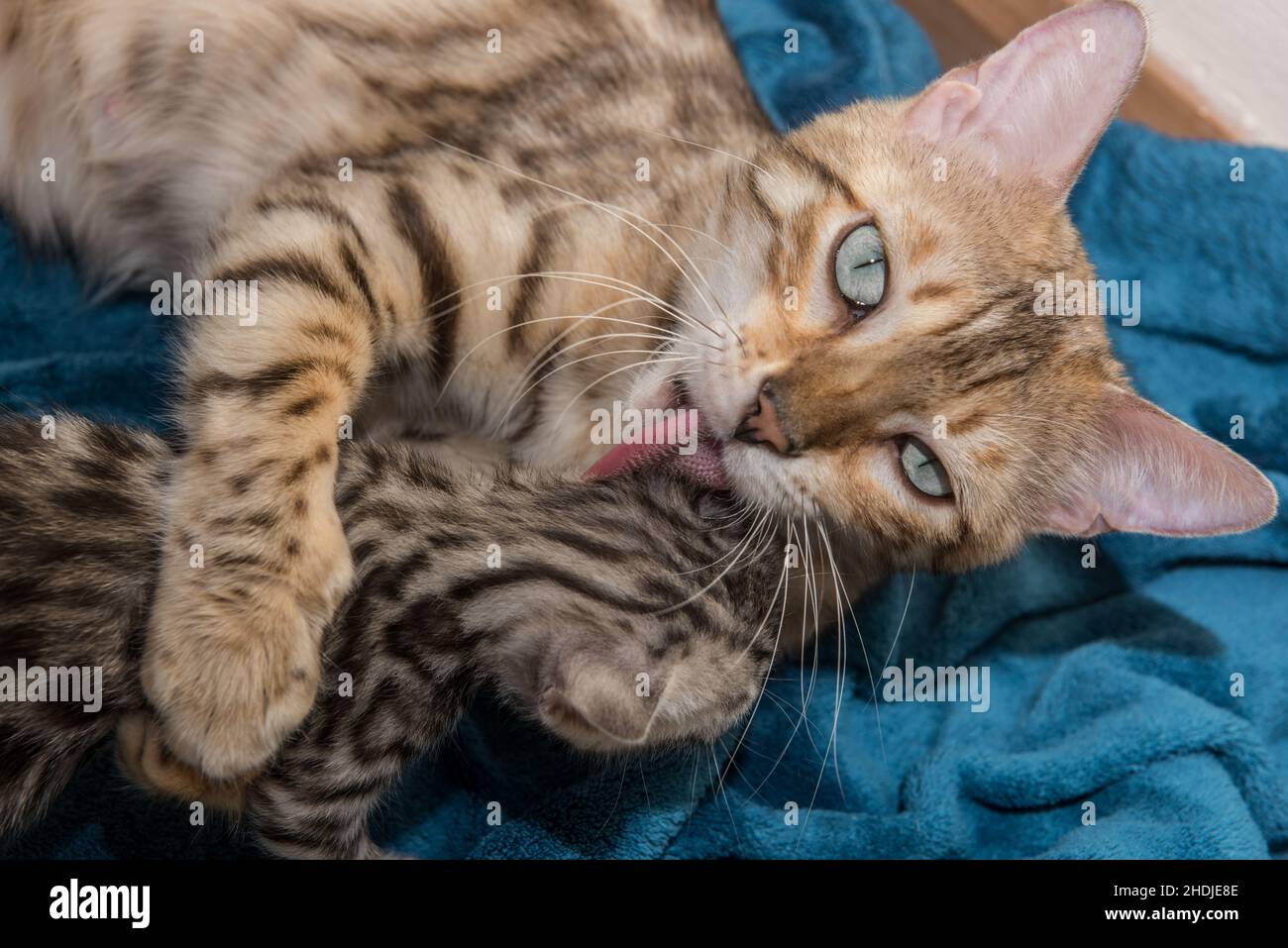 cat, grooming, kitten, cats, kittens Stock Photo Alamy