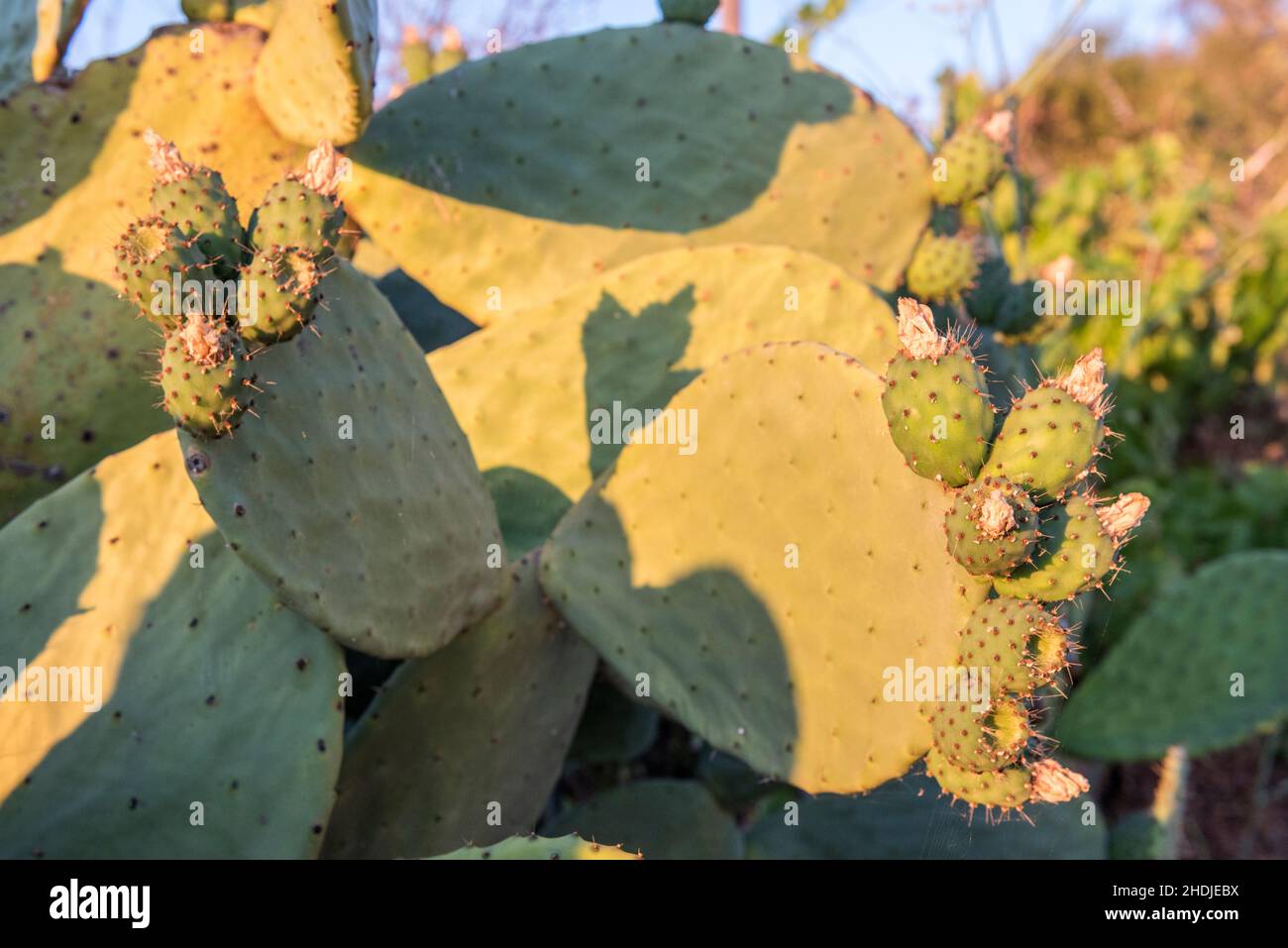 prickly pear fruit, prickly pear fruits Stock Photo Alamy