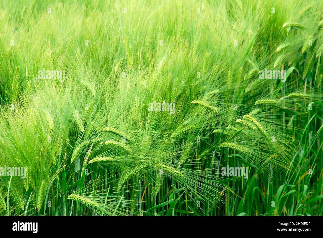 barley, corn field, barleys, corn fields Stock Photo Alamy