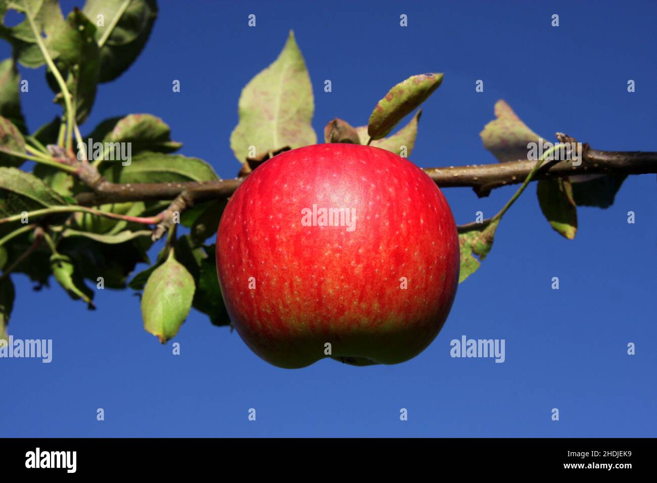 apple, reif, apples, reifs Stock Photo