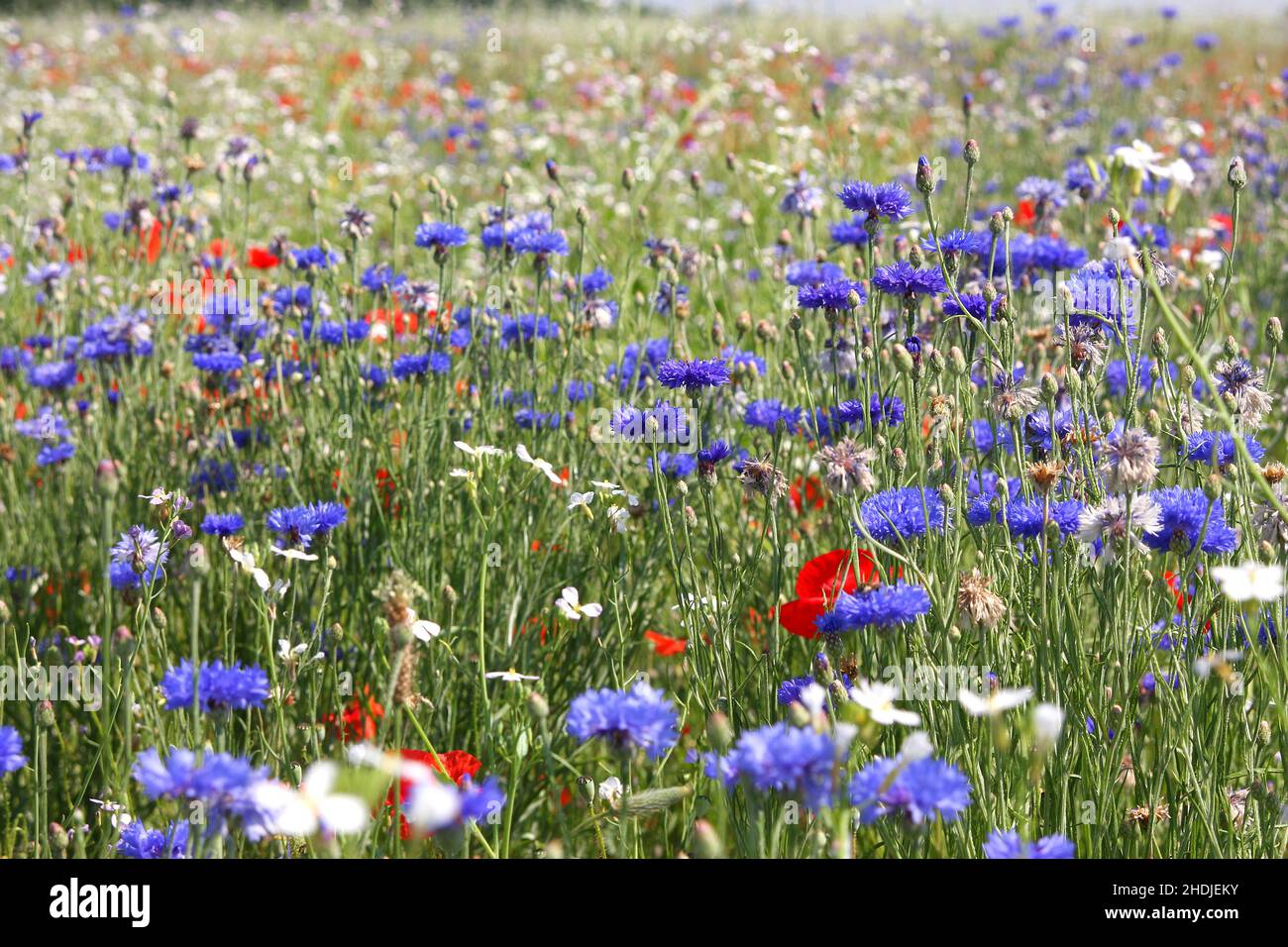 Summer meadow flower landscape hi-res stock photography and images - Alamy