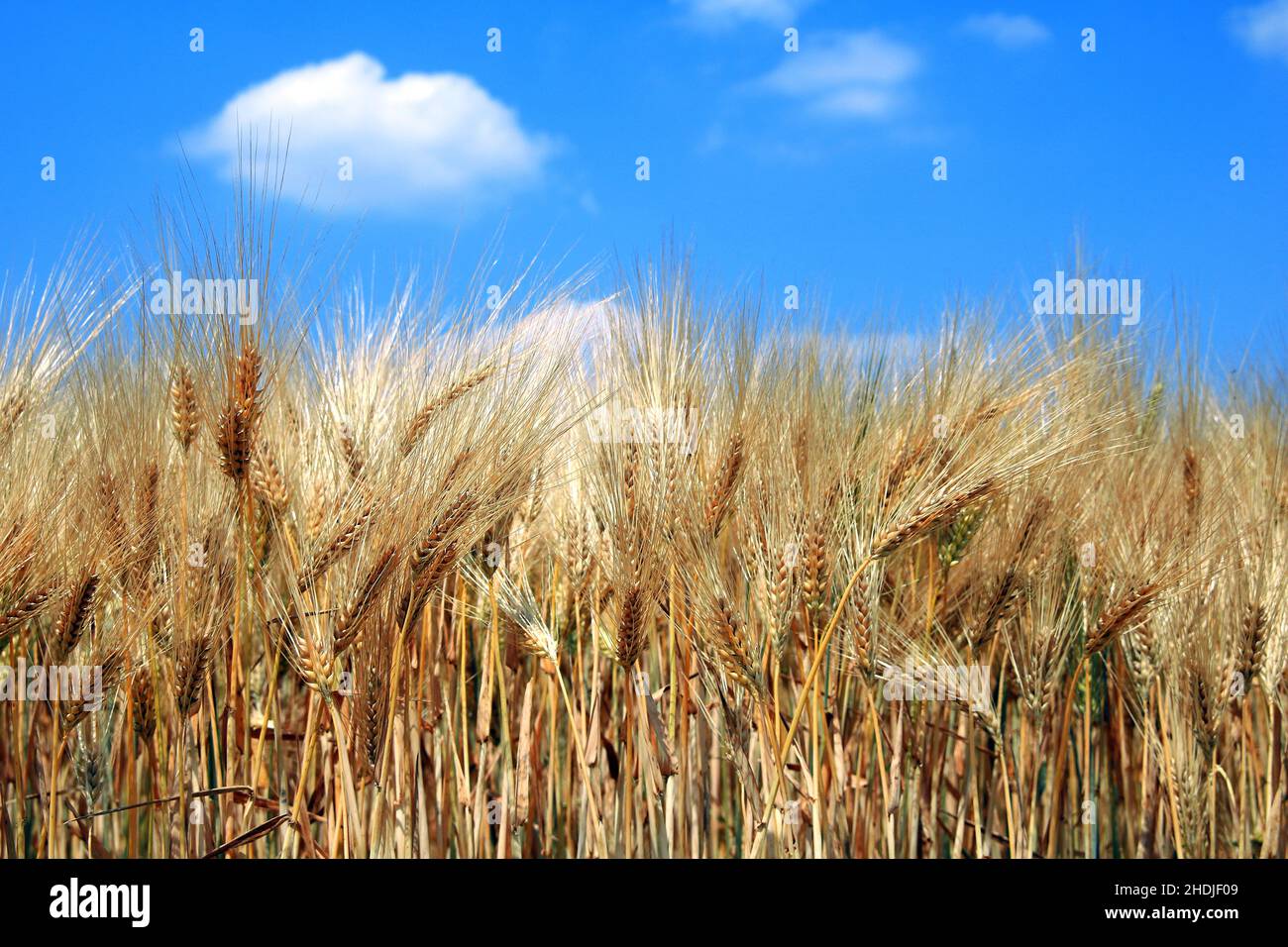 grain, barley, grains, barleys Stock Photo Alamy