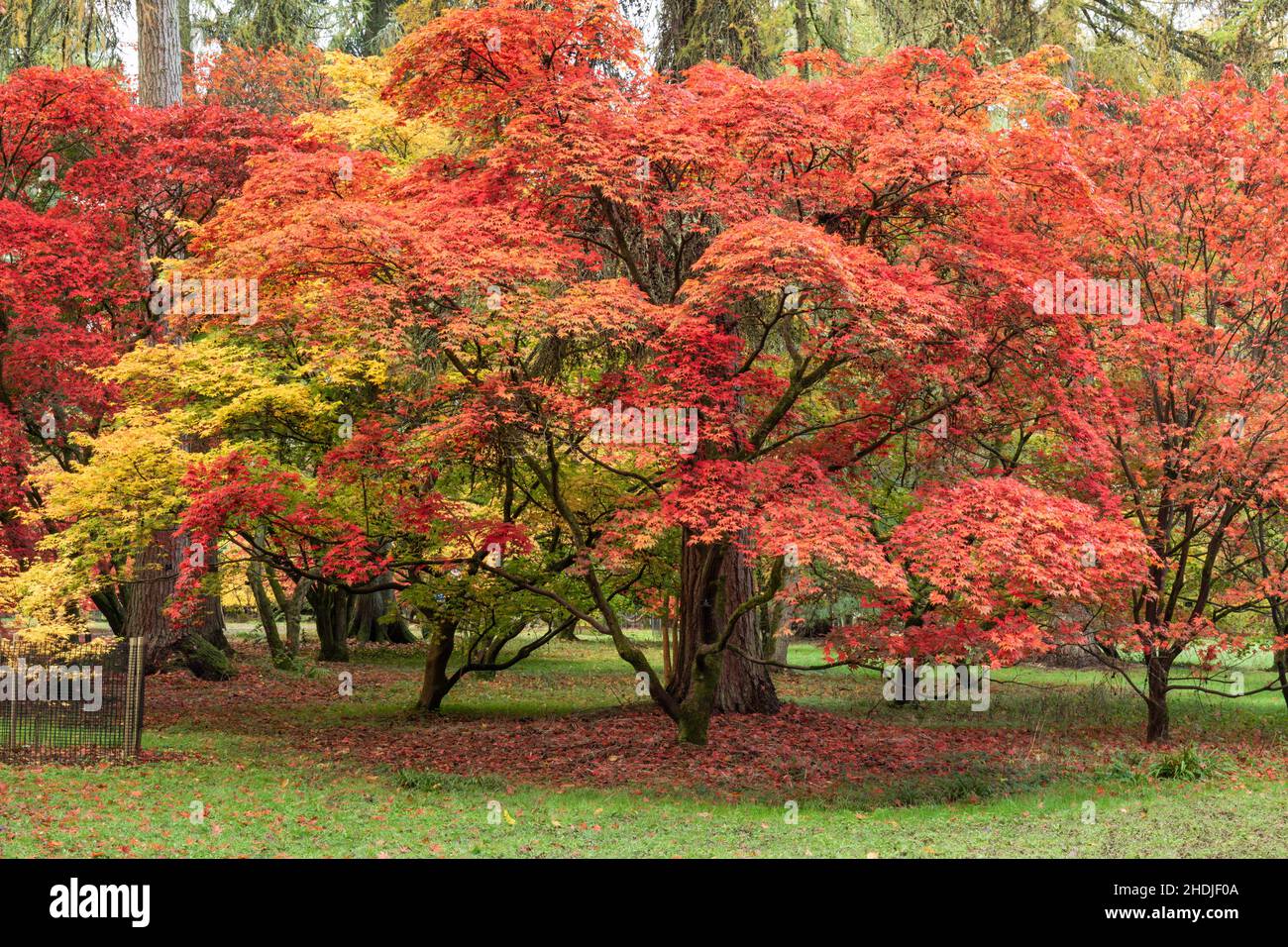 The autumn colour of Acers in The Acer Glade at Westonbirt  The National Arboretum, The Cotswolds, Gloucestershire, England, UK Stock Photo