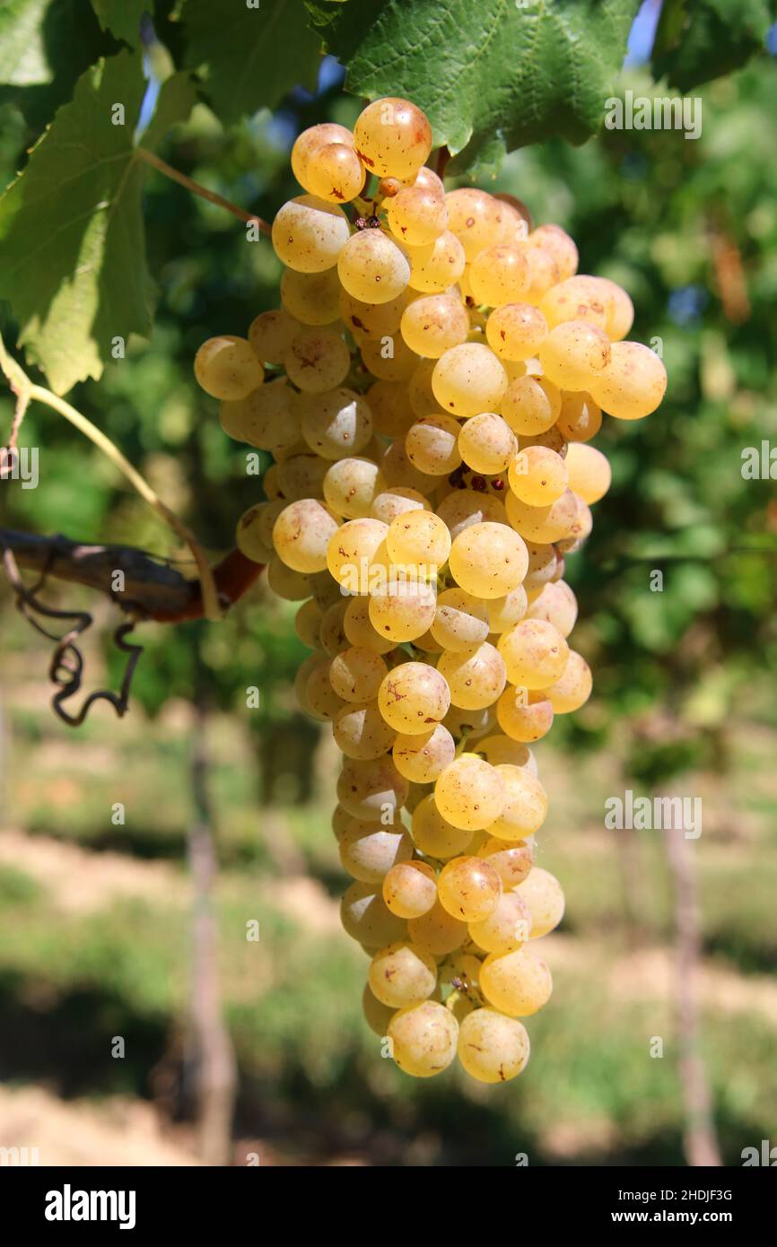 White riesling grape hi-res stock photography and images - Alamy
