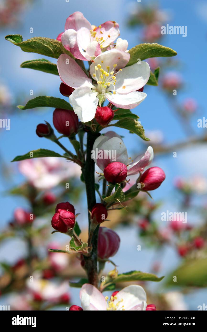 Fruit Tree Apple Tree Bloom Flowering Fruit Trees Fruit Trees Apple Trees Stock Photo Alamy