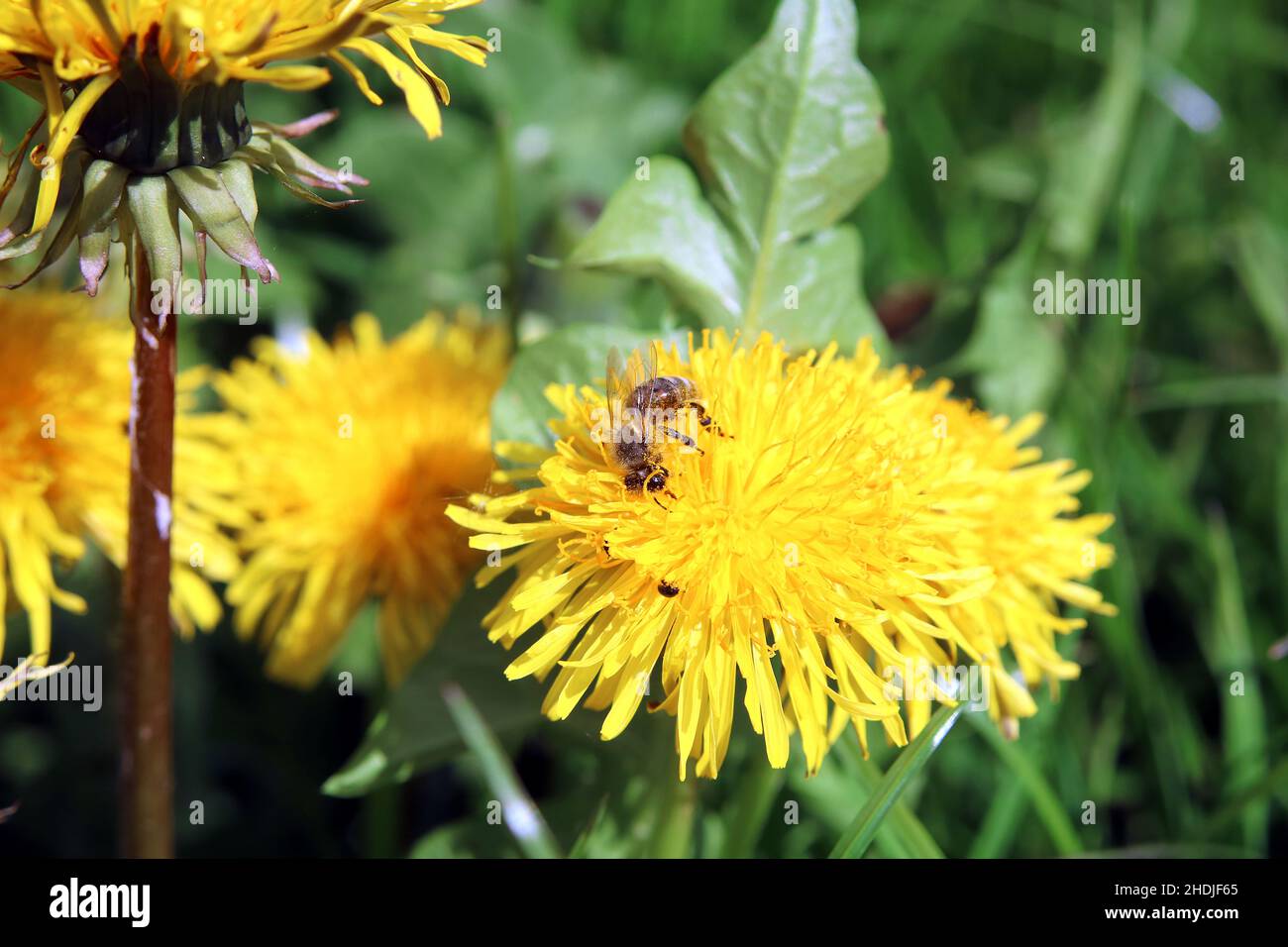 bee, dandelion, pollinate, bees, dandelions, löwenzahn font, pollinates