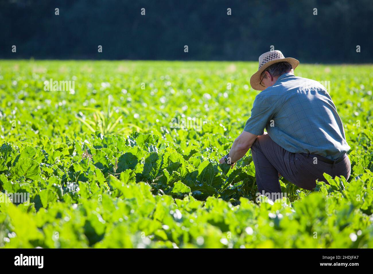 Mature sugar beets hires stock photography and images Alamy