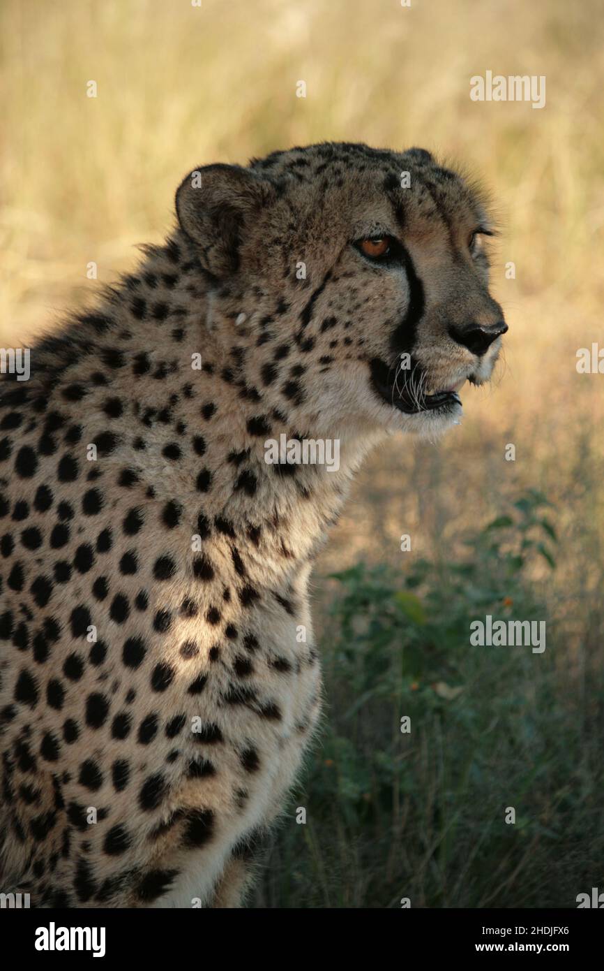 predator, cheetah, predators, cheetahs Stock Photo - Alamy
