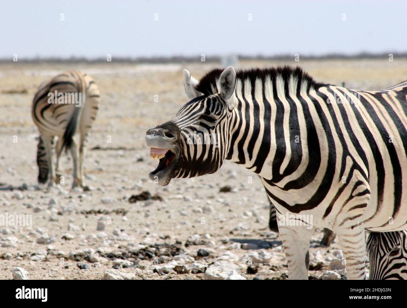 zebra, braying, zebras Stock Photo