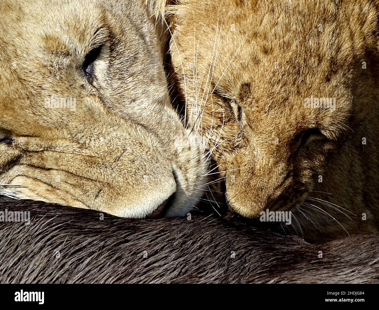 feeding, lions, feed, feedings, leo, lion Stock Photo Alamy