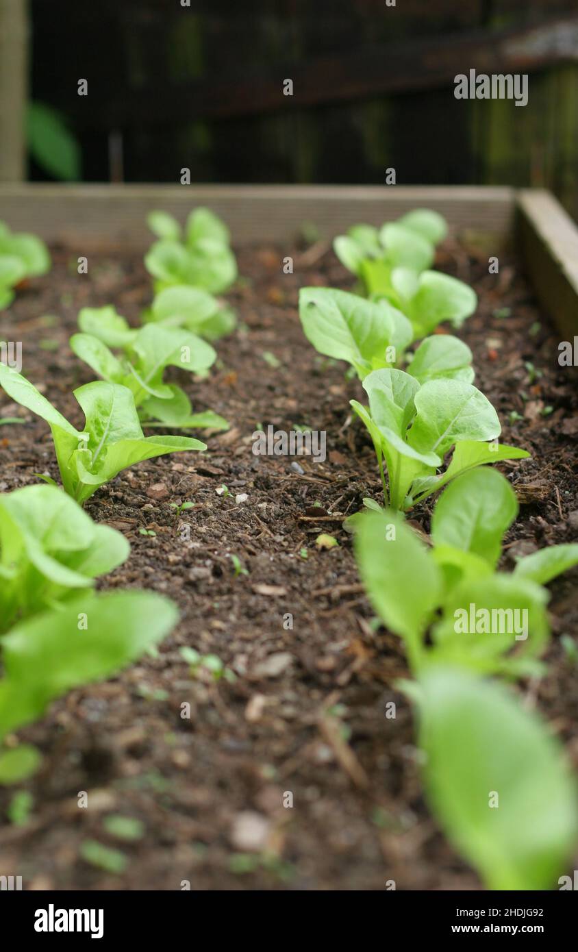 seedbed, sowing, seedbeds Stock Photo Alamy