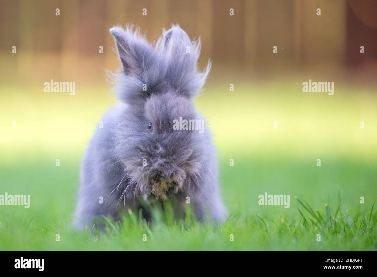 Cute grey fluffy rabbit sitting on grass backyard. Stock Photo