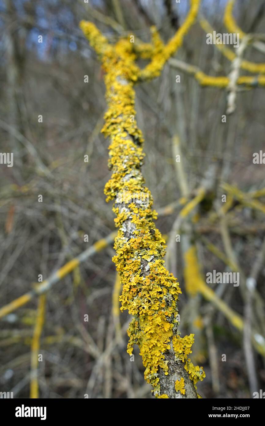 lichen, lichens Stock Photo