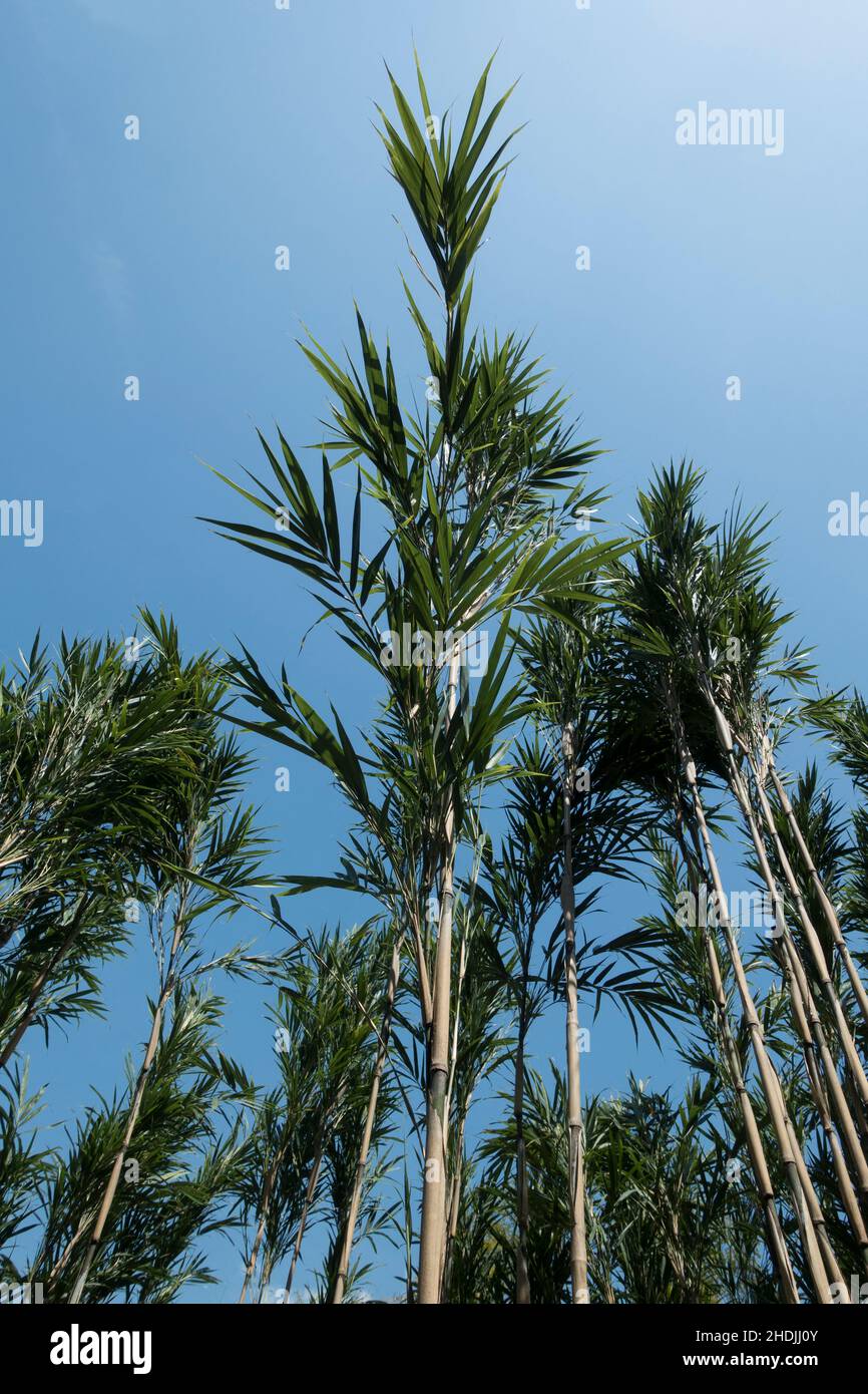 plant, growth, bamboo, plants, growths, rise, bamboos Stock Photo - Alamy