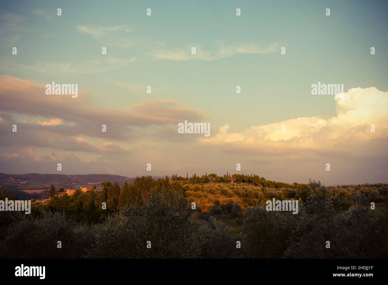 tuscany, cypress, evening light, tuscanies, evening lights Stock Photo