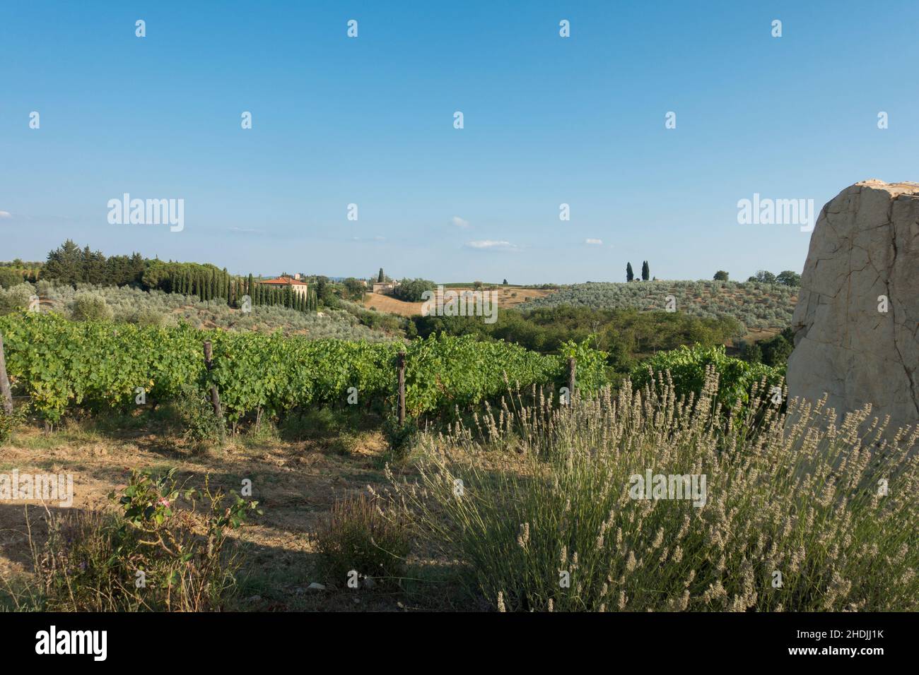 tuscany, viticulture, tuscanies, viticultures Stock Photo