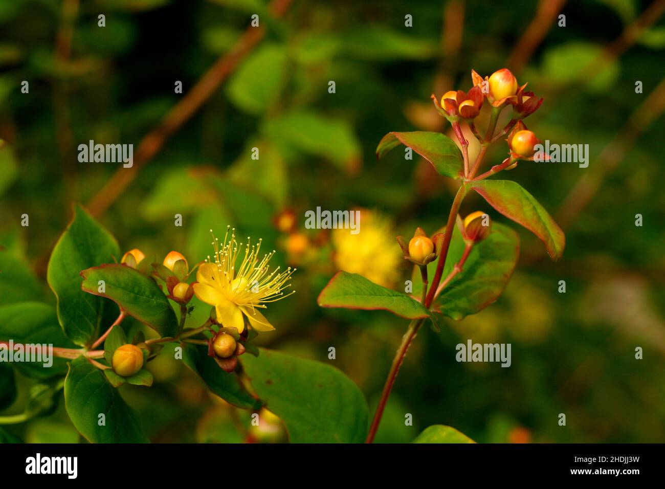 st john's wort, st. john's worts Stock Photo Alamy