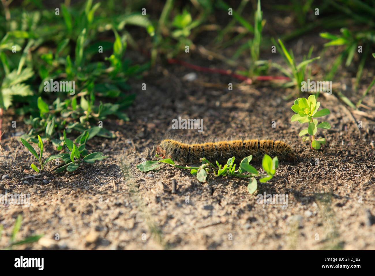 Caterpillar 1 hi-res stock photography and images - Alamy