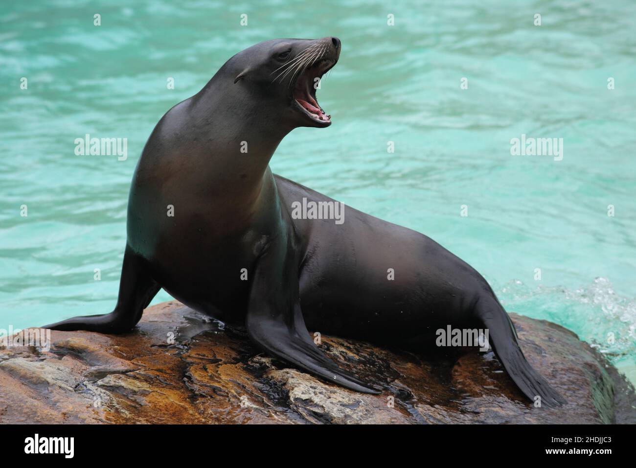 seal, eared seals, seals Stock Photo Alamy