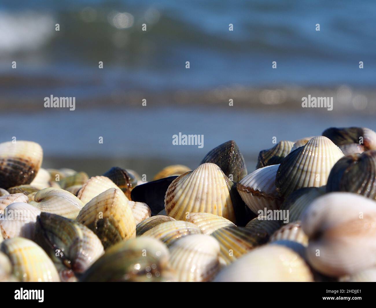 mussels, cockles, mussel, cockle Stock Photo Alamy